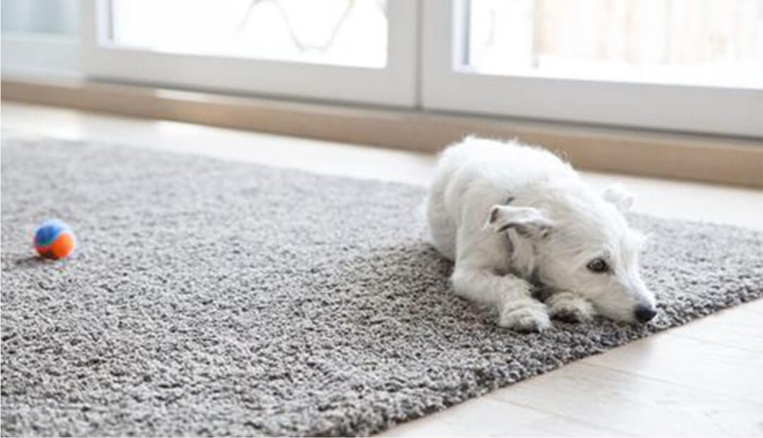 Clean Carpets