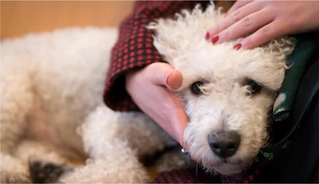 Freshens your Dog’s Coat