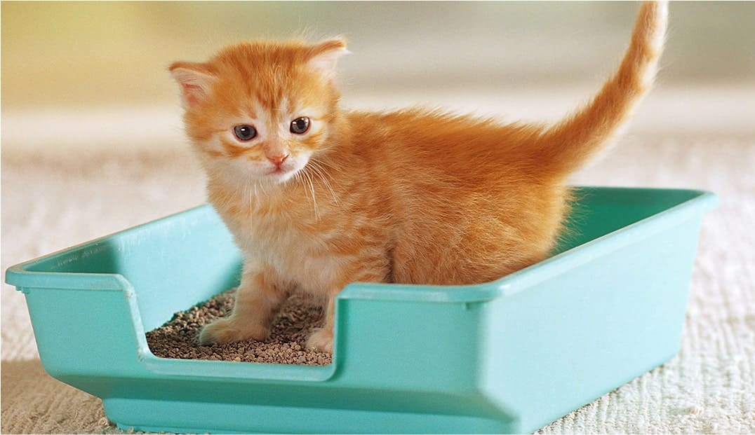 Cat Litter Deodorizer