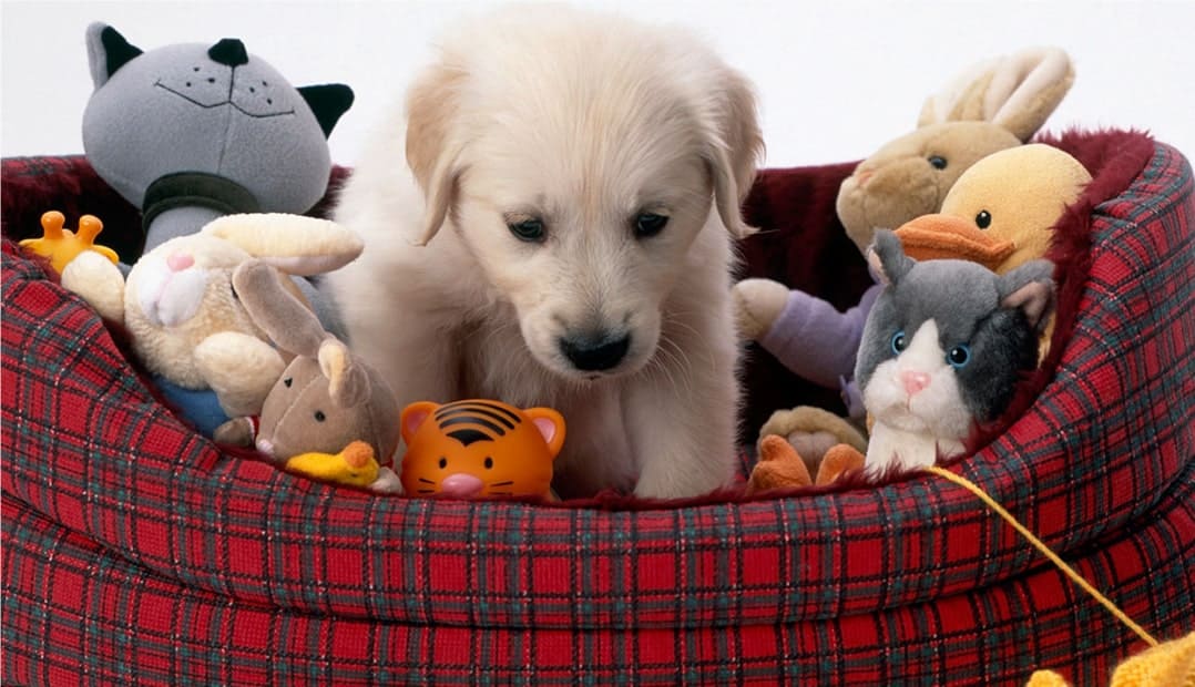 Clean Dirty Pet Toys