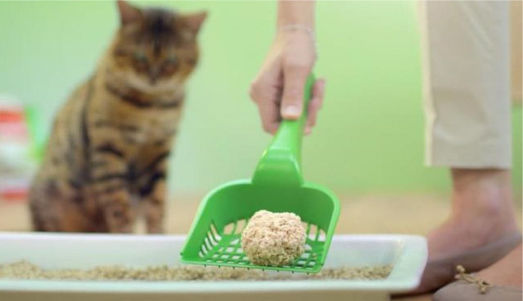 Eliminate Litter Box Odor